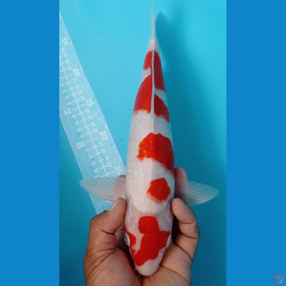 ai goromo 35cm