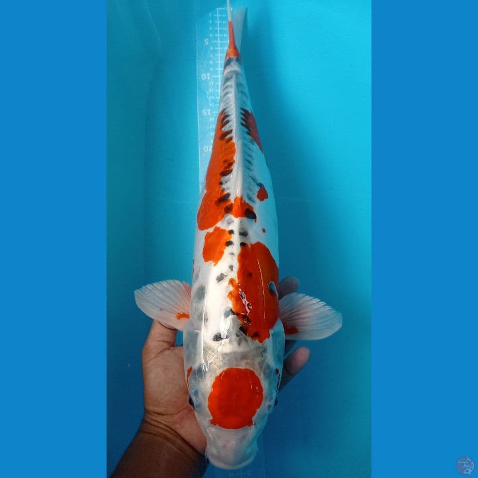 kujaku doit 58cm