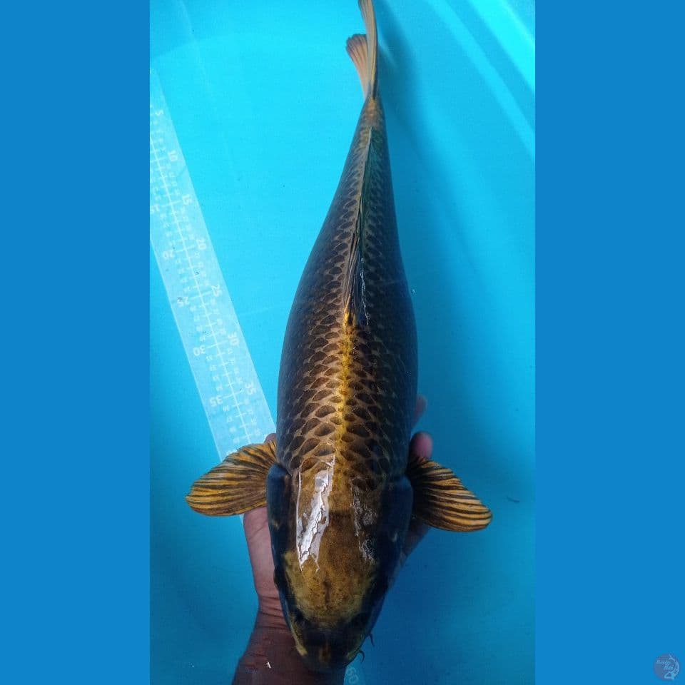 BIG BABONAN KAWARI 59CM
