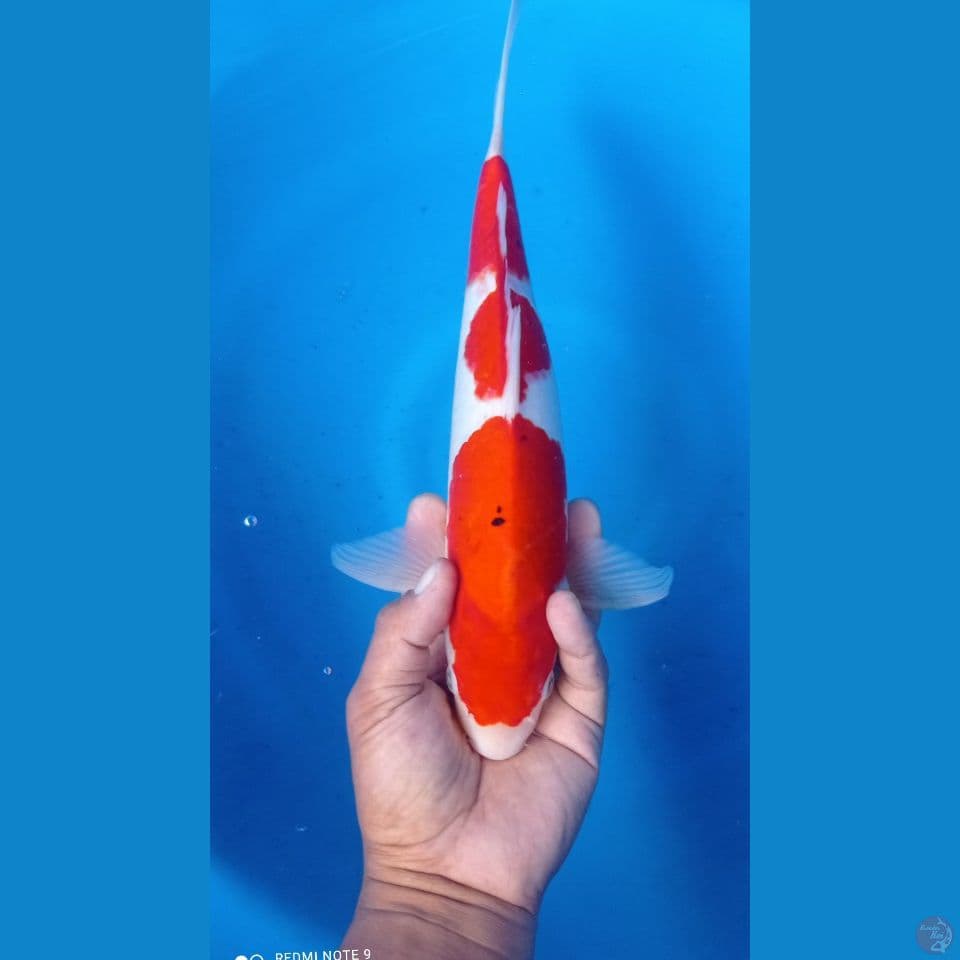 goromo 37cm