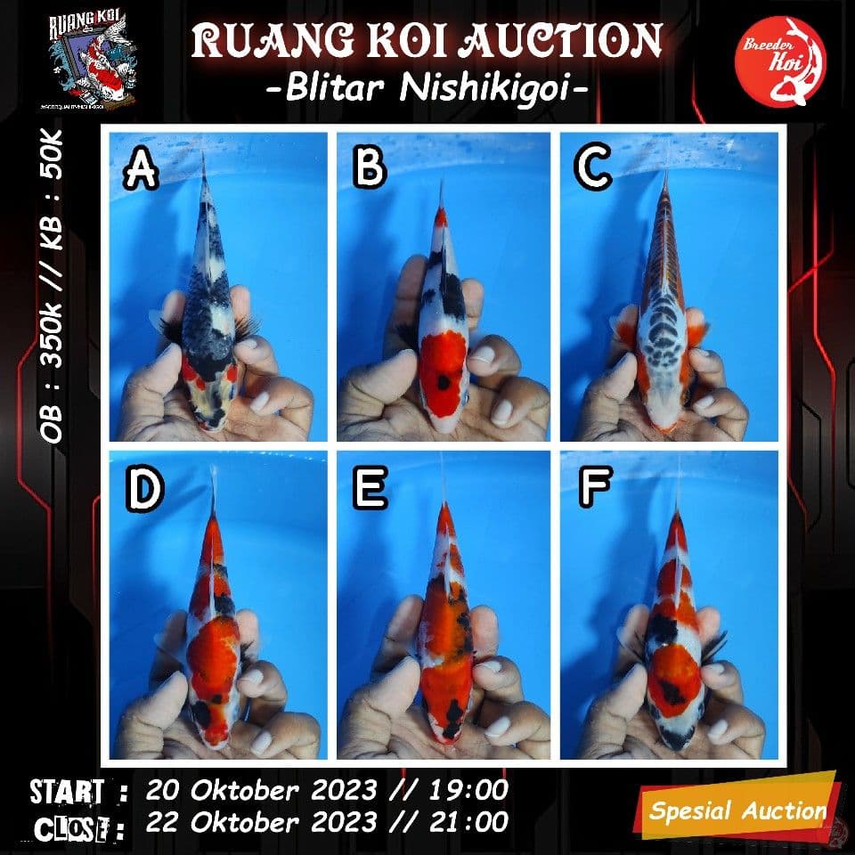 ALL IN 17-23CM