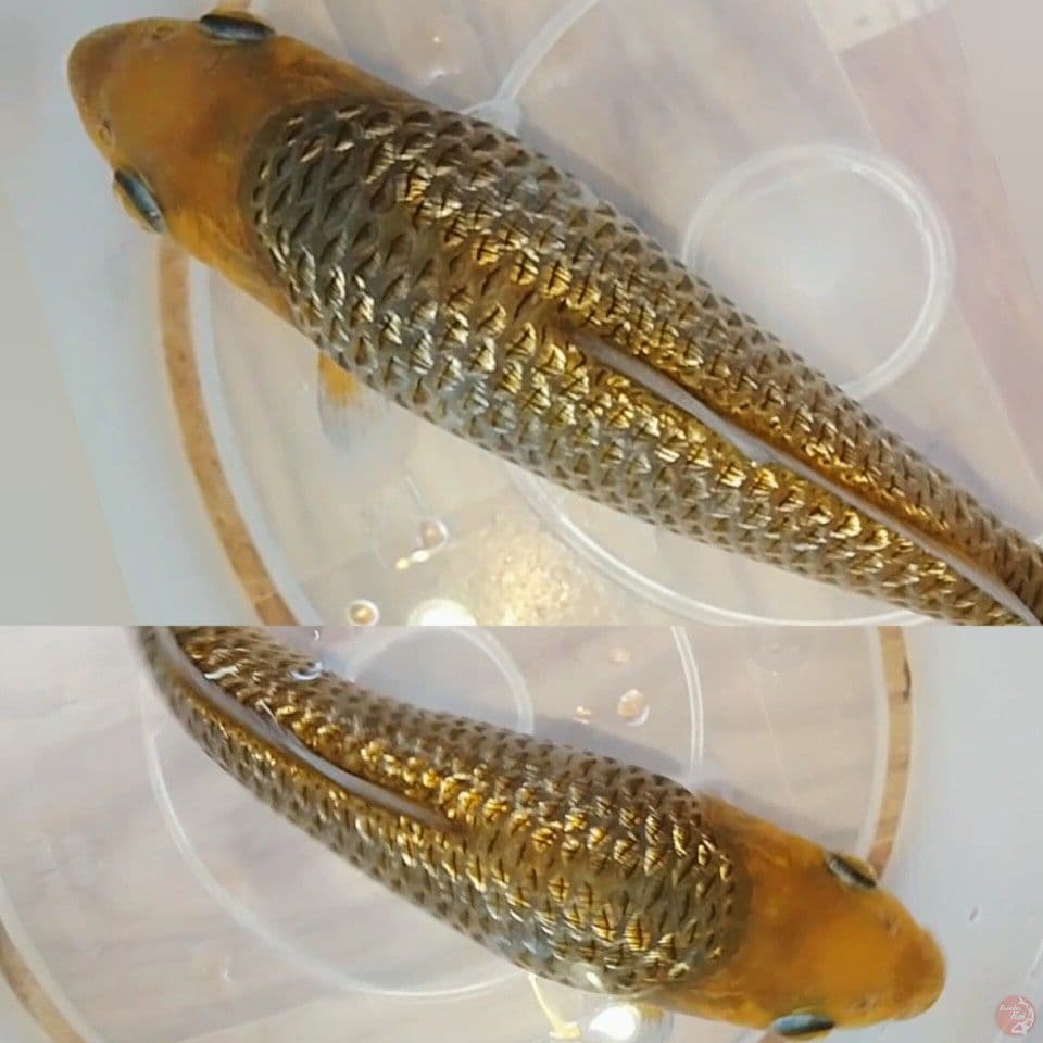 karamel ginrin 