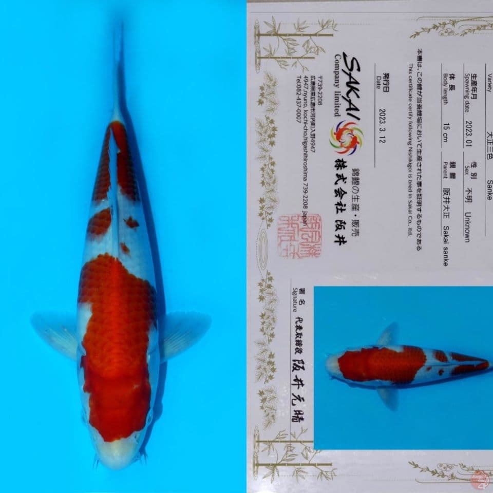 SAKAI YONDAN KOHAKU HQ 27CM