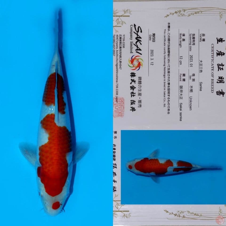 SAKAI NIDAN KOHAKU HQ 25CM
