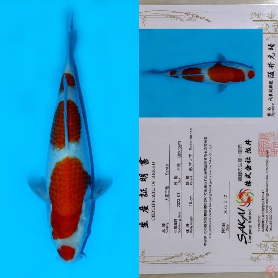 SAKAI SANDAN KOHAKU HQ 28CM