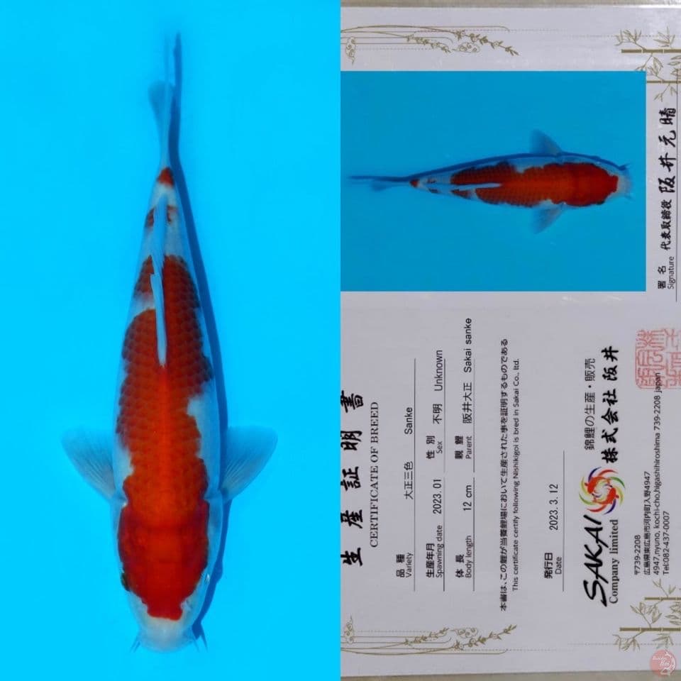 SAKAI SANDAN KOHAKU HQ 22CM