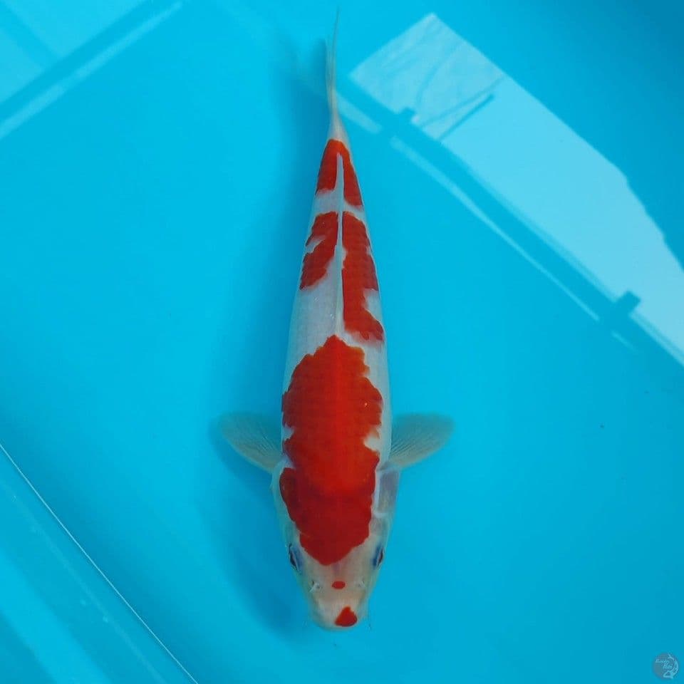 kohaku sz 31cm/male