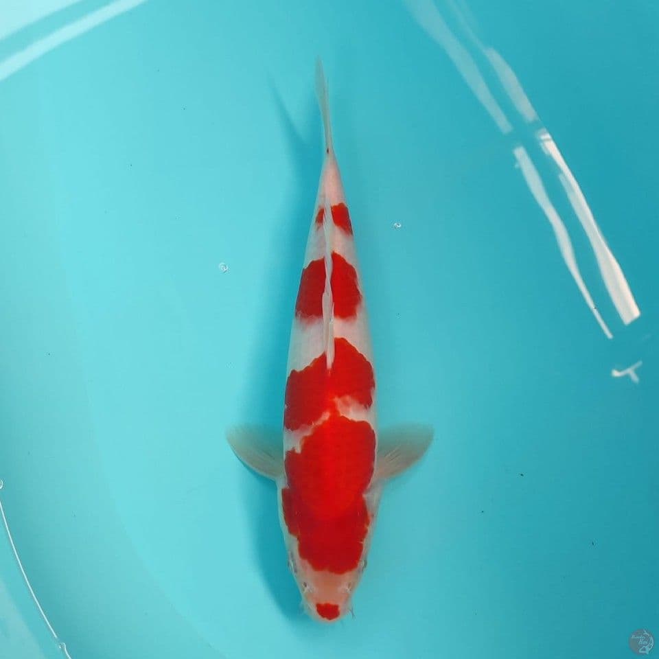 kohaku 31cm/male