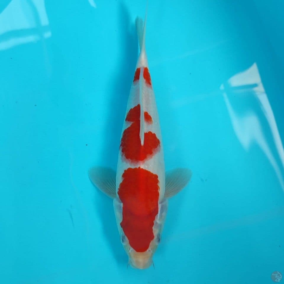 kohaku sz 29cm/male