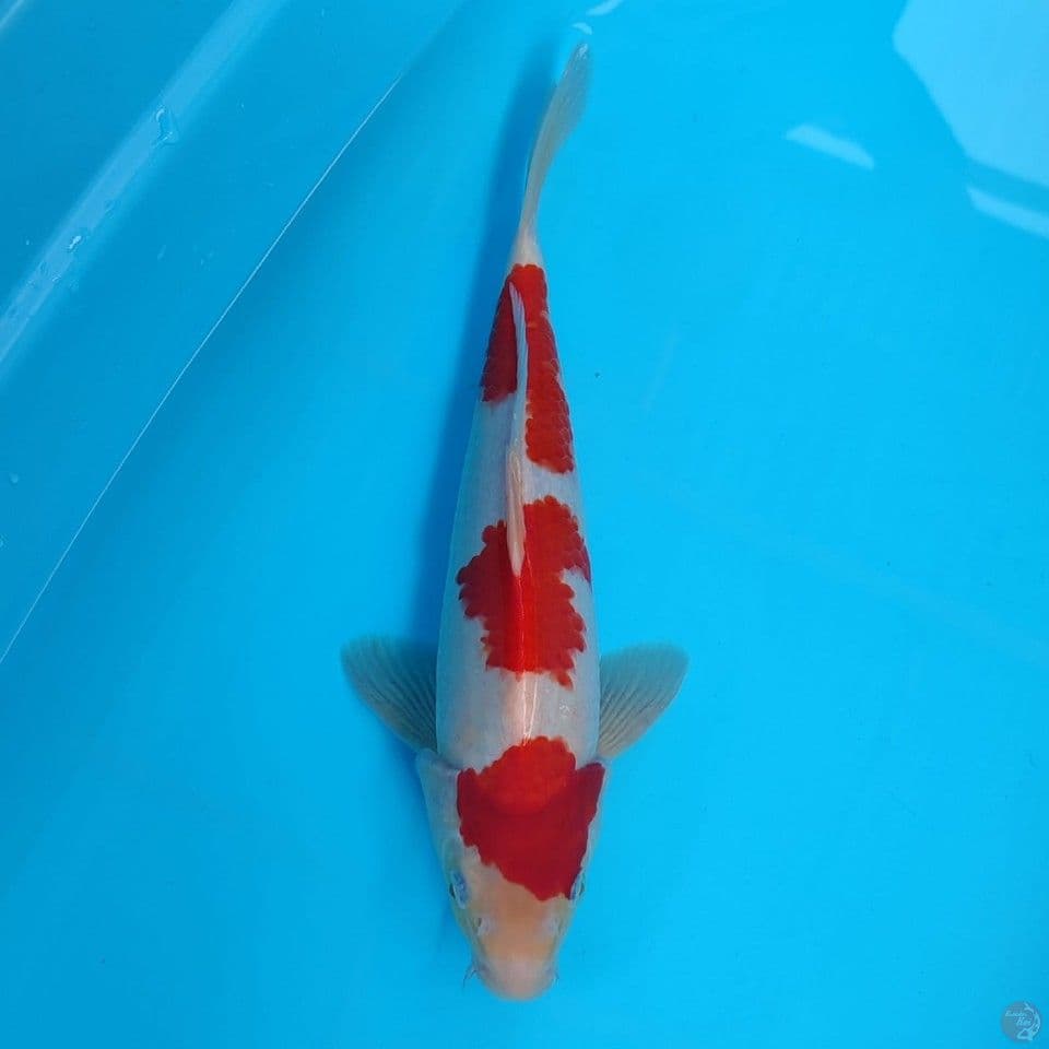 kohaku sz 35cm/male