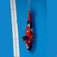 showa gindrin male 31 cm
