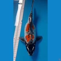 kikokuryu short body 30cm