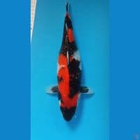 showa gindrin f32cm