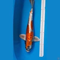 kikokuryu male 44cm