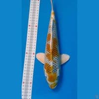kujaku kirin M33cm