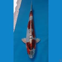 kikokuyu F30cm 