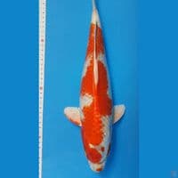 kuhaku hikary F40cm