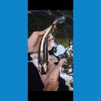 Gin Kabuto 35bu jantan
