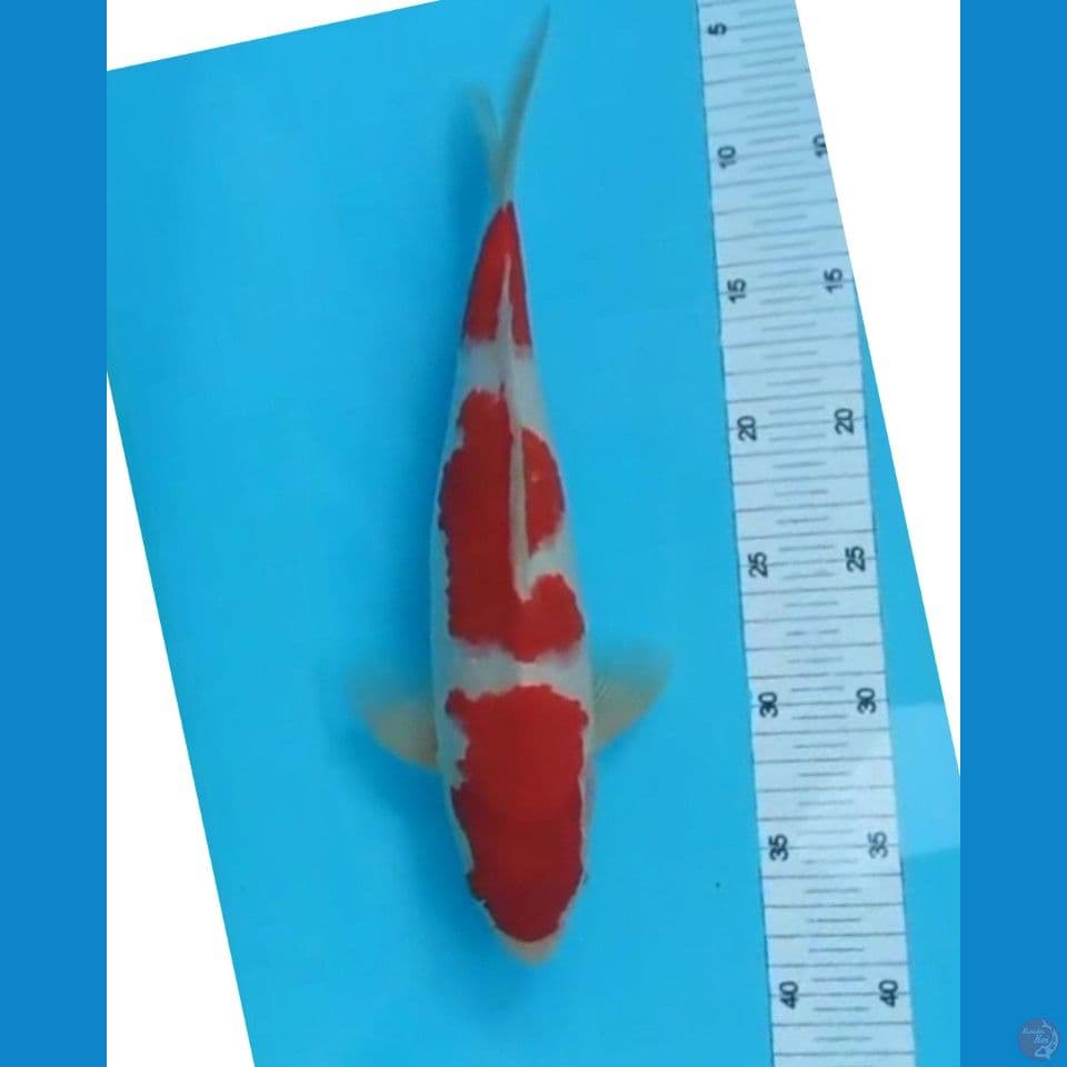 35bu jantan