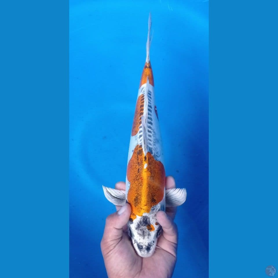 kiko 38cm