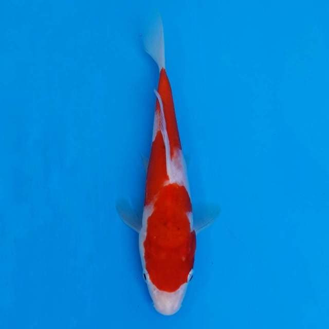 Ai goromo import
