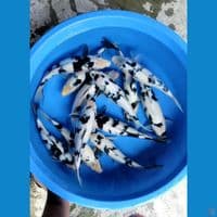 paket shiro utsuri 29-33cm/12ekor