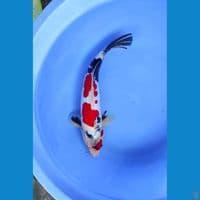 showa doitsu 32cm/male