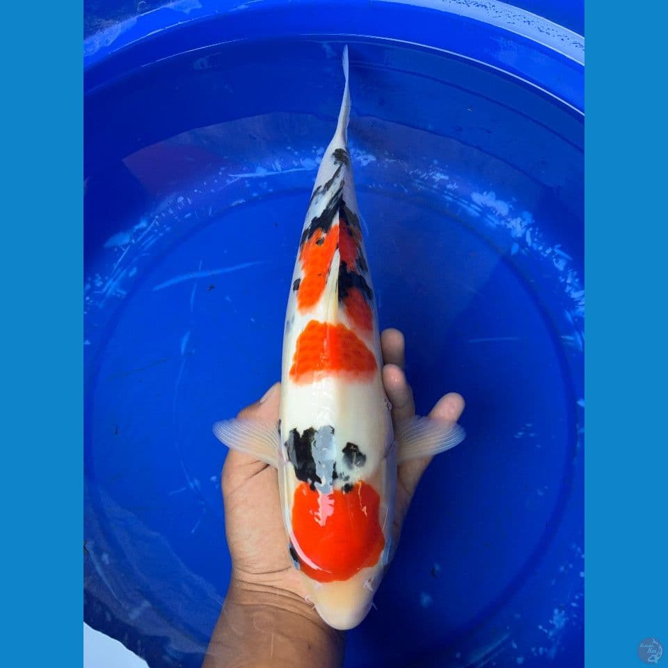 Maruten Sanke 36cm
