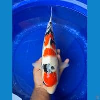 Maruten Sanke 36cm