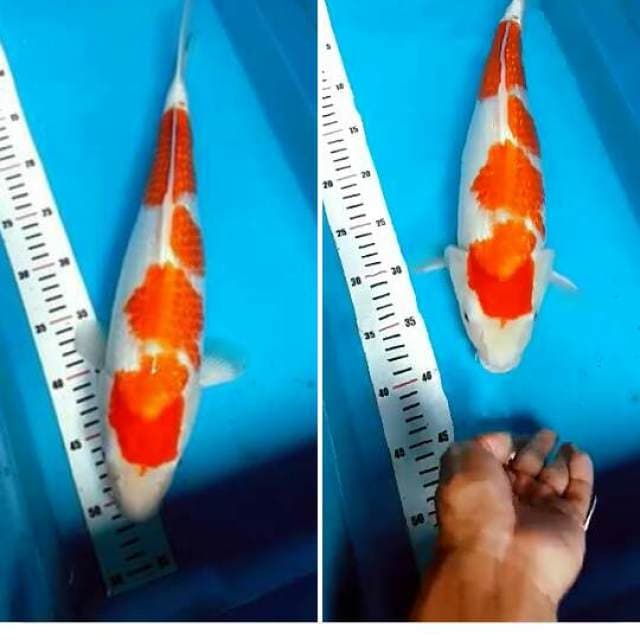 Kohaku.gindrin.size.45cm