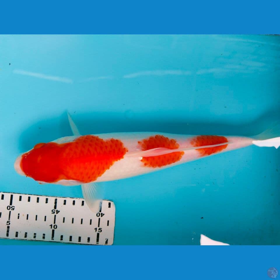 kohaku 3 titik 30cm