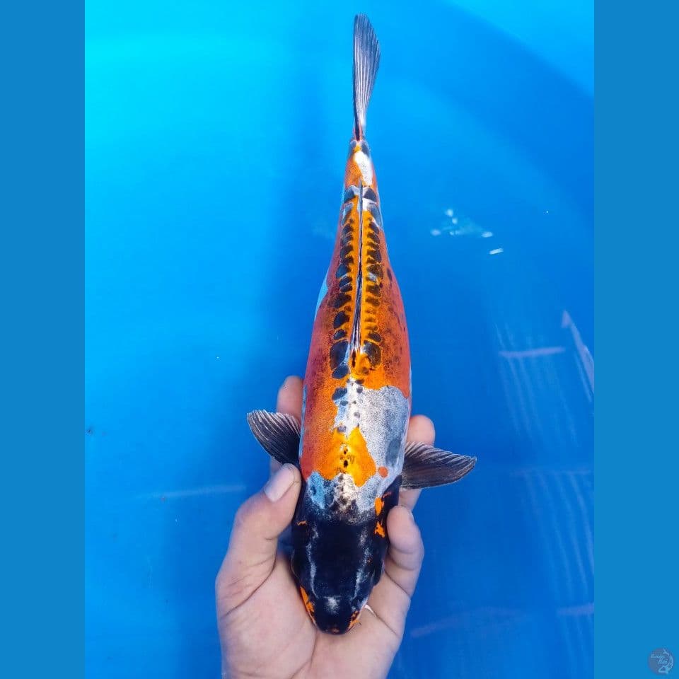 KIKOKURYU 35CM