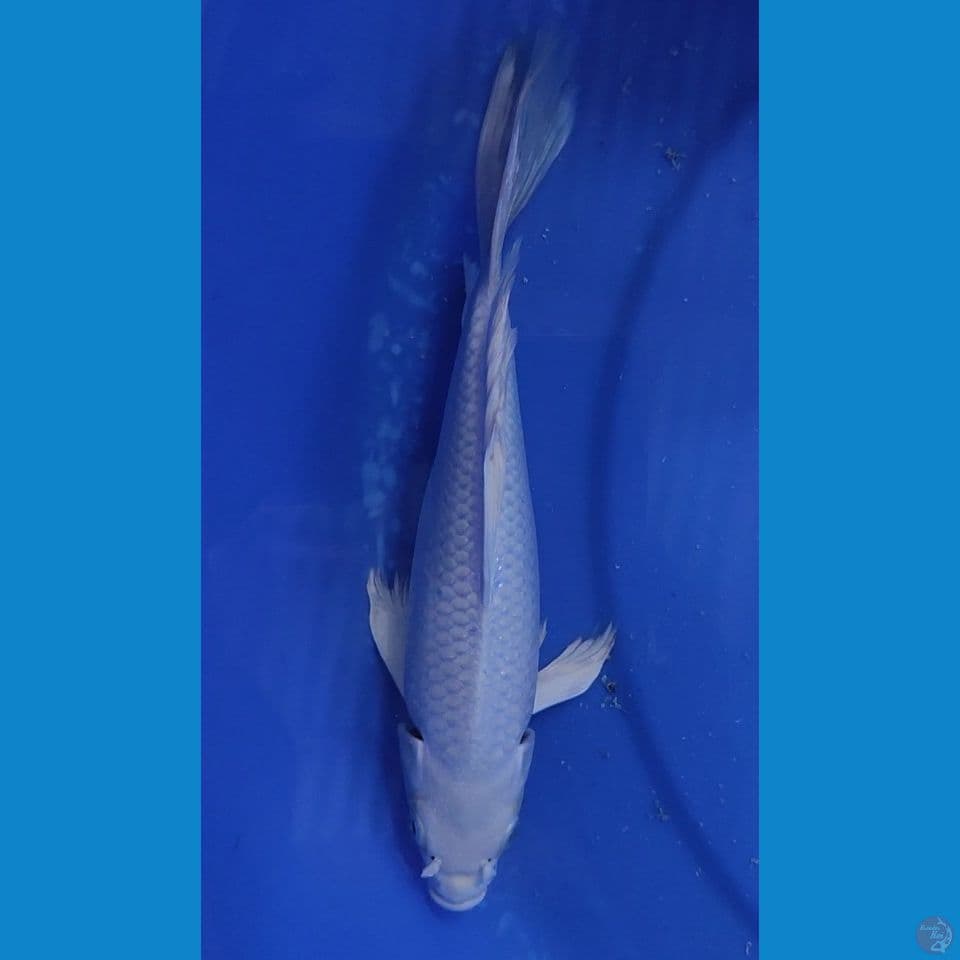 KUMPAY PLATINUM SALJU PUTIH BERSIH 23 CM Female 