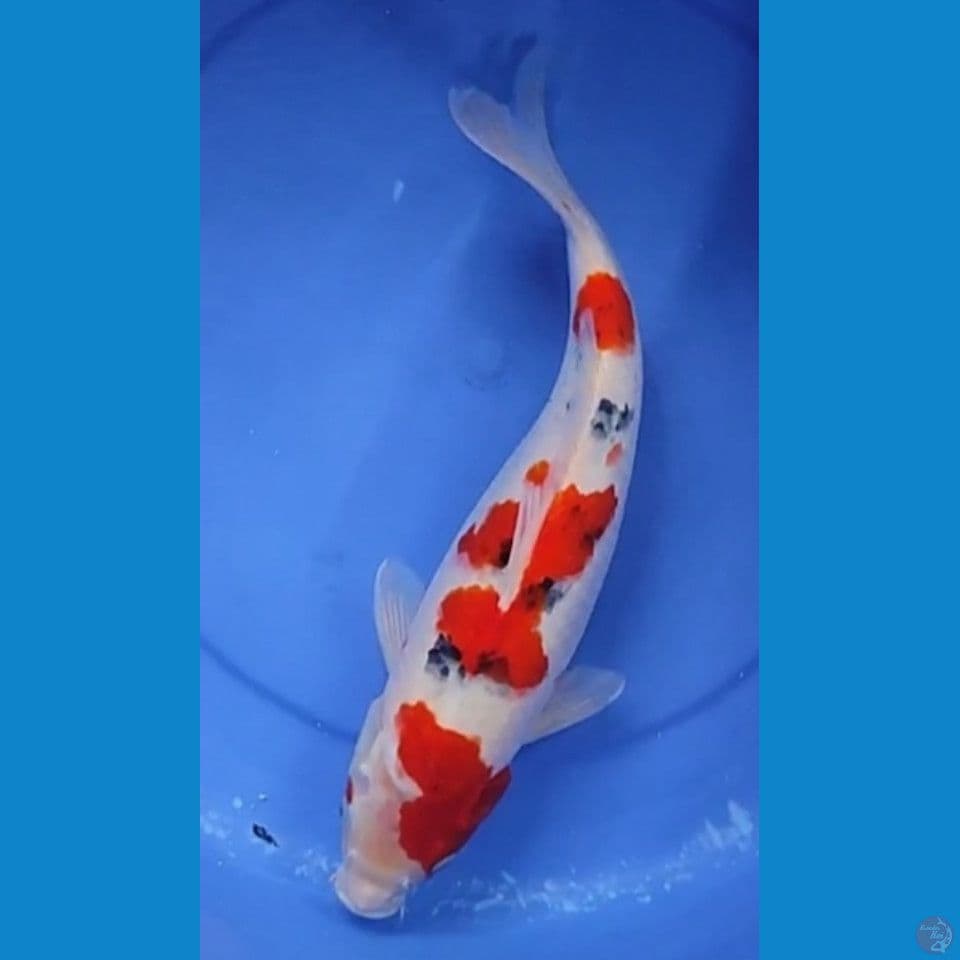 JUMBO SANKE BERPUNUK 40BU/39 CM FEMALE