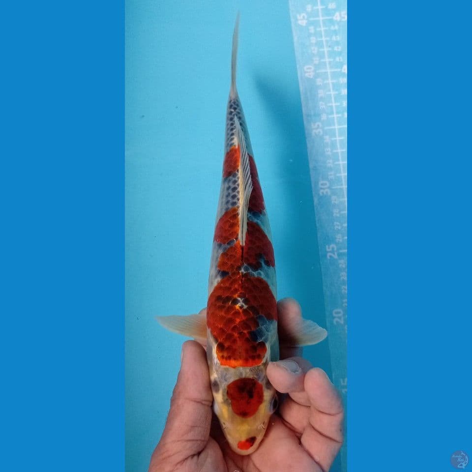 goromo gosiki 29cm