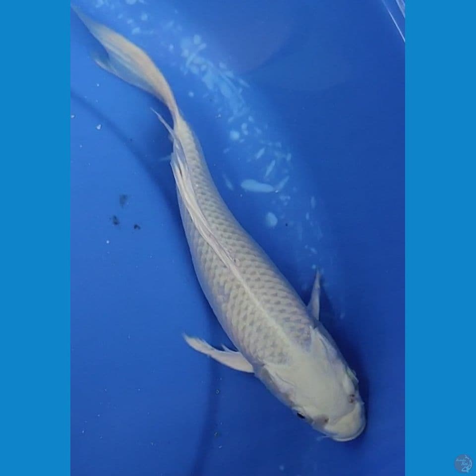 KUMPAY PLATINUM 25.5 CM FEMALE