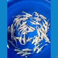 kumpay platinum 
