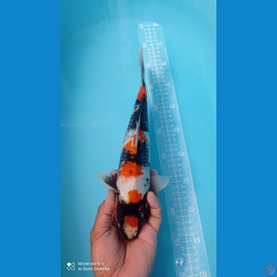 showa 35cm