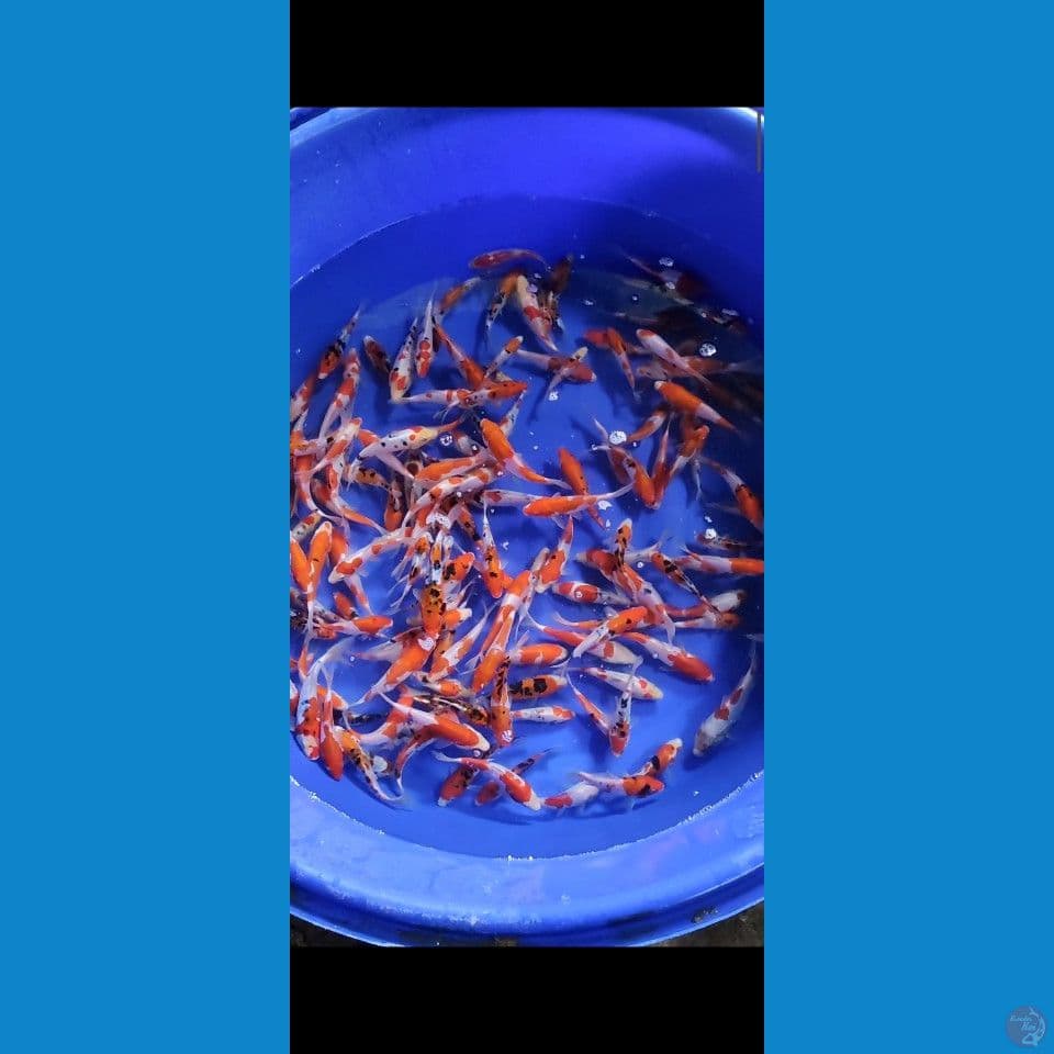 100EKOR MIX DOITSU SANKE KOHAKU  13-18CM