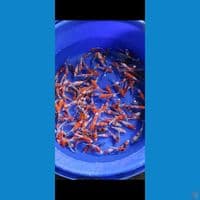 100EKOR MIX DOITSU SANKE KOHAKU  13-18CM