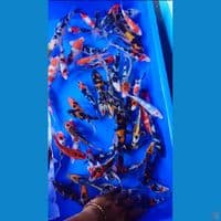 mix koi cantik 70 ekor