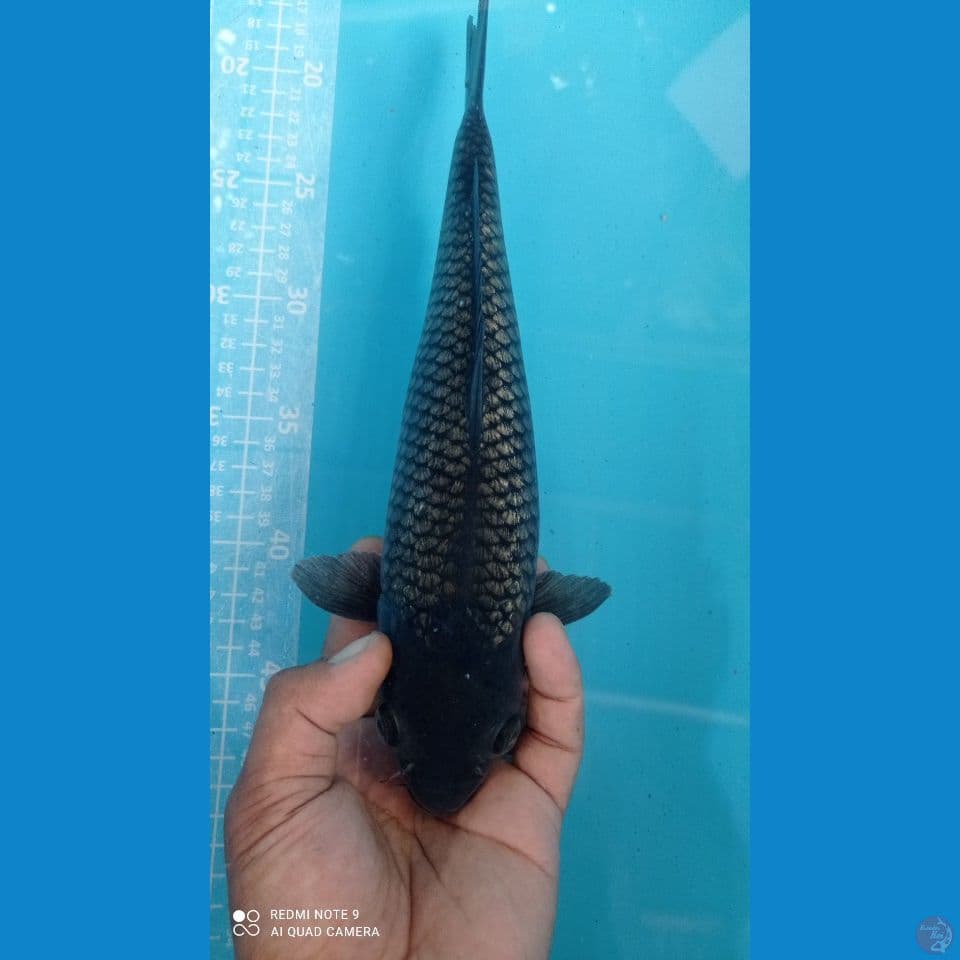black soragoi 32cm