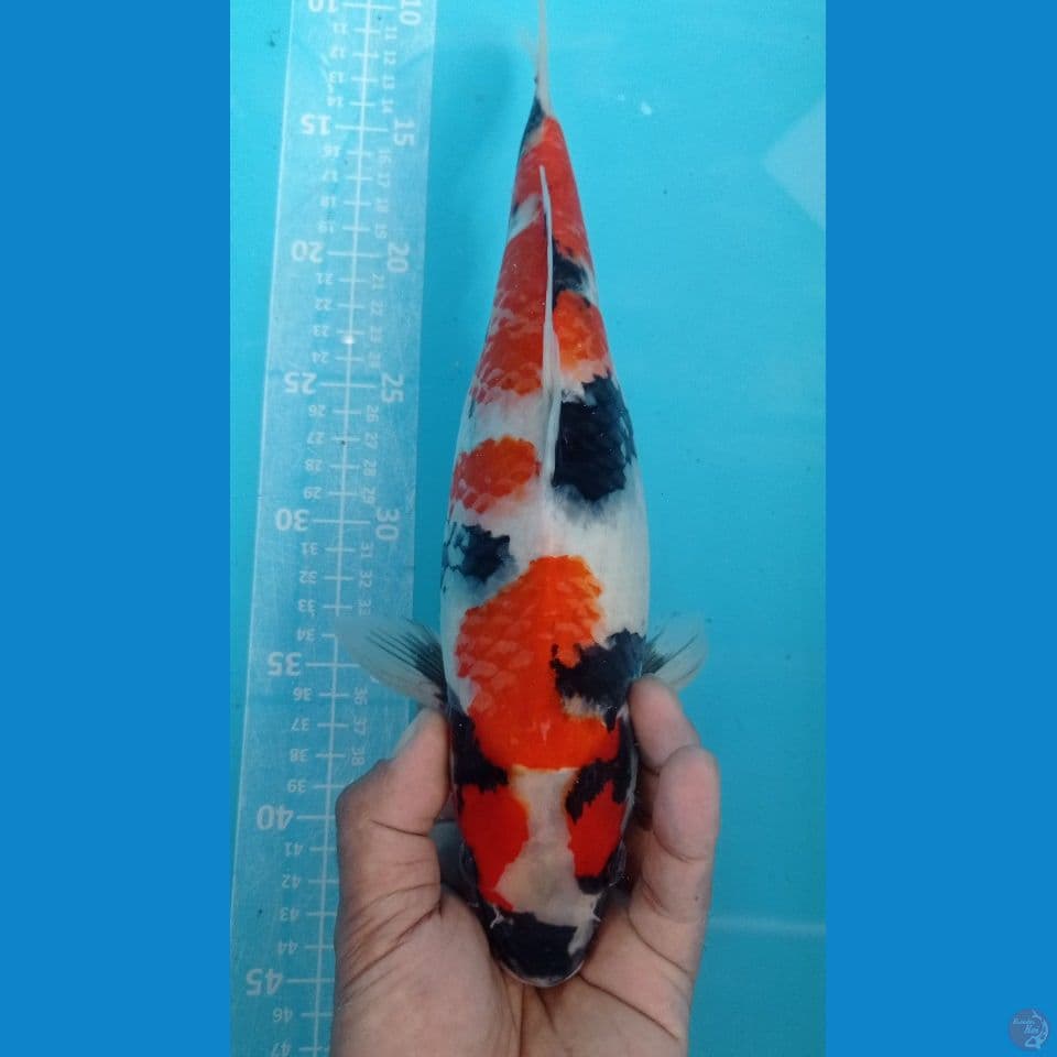 showa 34 cm