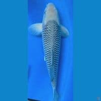 Male Soragoi HQ 38cm