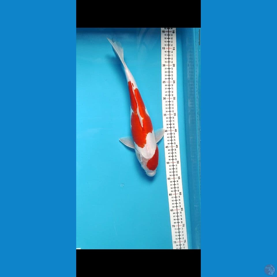 40CM DOITSU KOHAKU FEMALE 