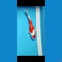 40CM DOITSU KOHAKU FEMALE 