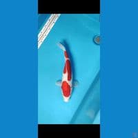 35CM DOITSU KOHAKU FEMALE