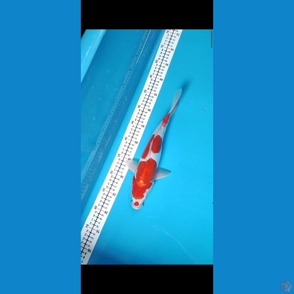 33CM DOITSU KOHAKU MALE