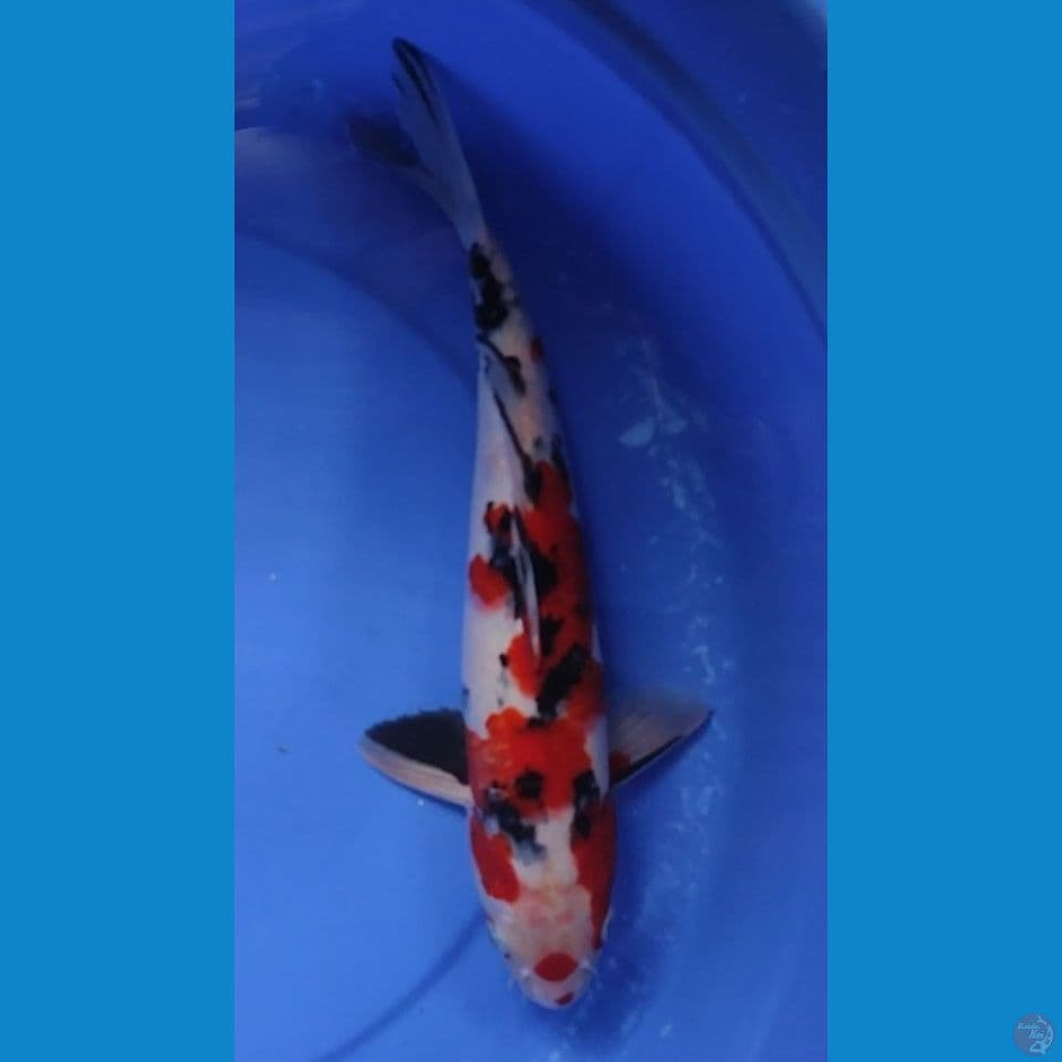JUMBO SANKE 36.5 CM JANTAN