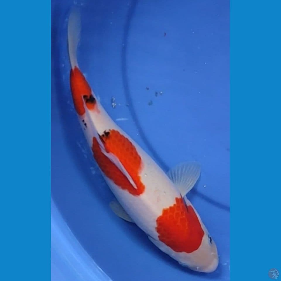 Sanke 3 step Berpunuk 32 cm Female